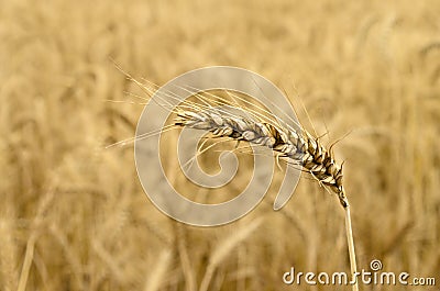Ripened Wheat Spikelet Stock Photo