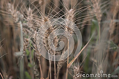 Ripened wheat spikelets in the field Stock Photo