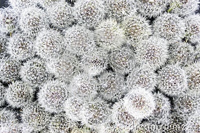 Ripened dandelions, flowers background Stock Photo