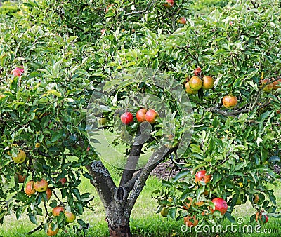 Ripening Apples on a Tree Stock Photo