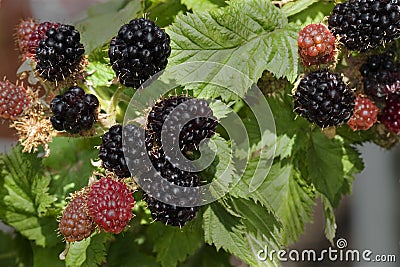 Ripening Blackberries Stock Photo