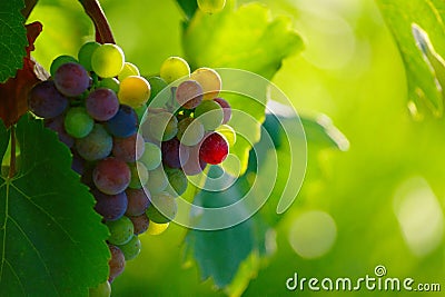 Ripening Blue Wine Grapes Stock Photo