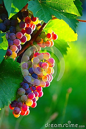 Ripening Blue Wine Grapes Stock Photo