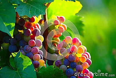 Ripening Blue Wine Grapes Stock Photo