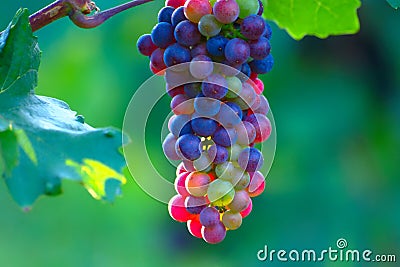 Ripening Blue Wine Grapes Stock Photo