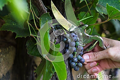 Ripening blue wine grapes in the garden on grape plant and hand with gardener vintage scissors pruning grape tree in background Stock Photo