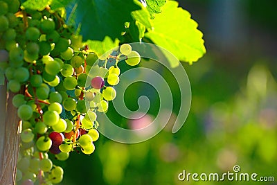 Ripening Blue Wine Grapes Stock Photo