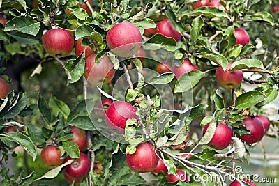 Ripening of a crop of apples Stock Photo