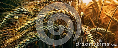 Ripening ears of common wheat (Triticum aestivum) cultivated crops in field Stock Photo