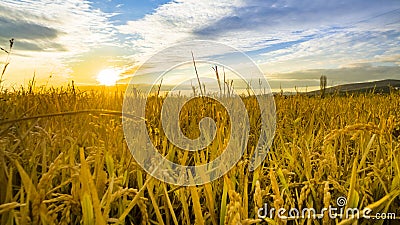 Ripening ears of yellow wheat field at sunset Stock Photo