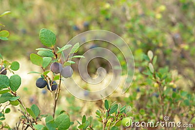 Ripening fruits of Vaccinium uliginosum bog bilberry or blueberry, northern bilberry on the bush, close-up Stock Photo