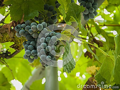 Ripening grape clusters on the vine Stock Photo