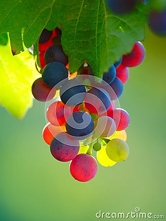 Ripening Grapes in Vineyard Stock Photo