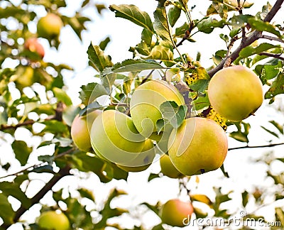 Ripening green apples on a branch Stock Photo