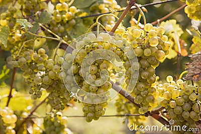 Ripening green grape Stock Photo