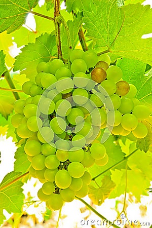 Ripening green grape clusters on the vine Stock Photo