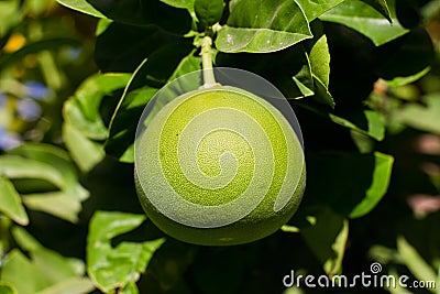 Ripening green grapefruit on the tree Stock Photo