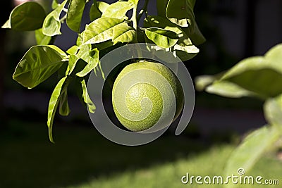 Ripening green grapefruit on the tree Stock Photo