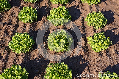 Ripening green lettuce on a summer sunny day in western Germany. Photo taken close up. Stock Photo