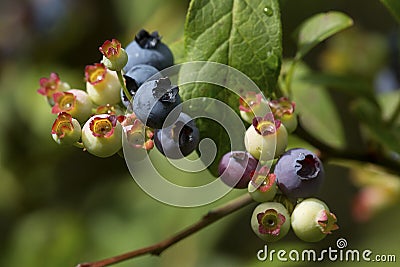 Ripening highbush blueberries in a New Hampshire bog. Stock Photo