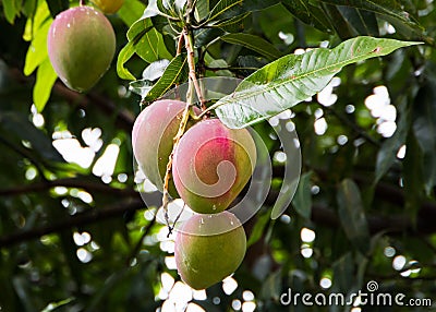 Ripening mangoes hanging from the tree. Stock Photo