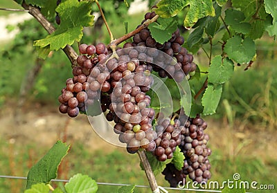 Ripening pinot gris grape, brown pinkish variety, hanging on vine Stock Photo