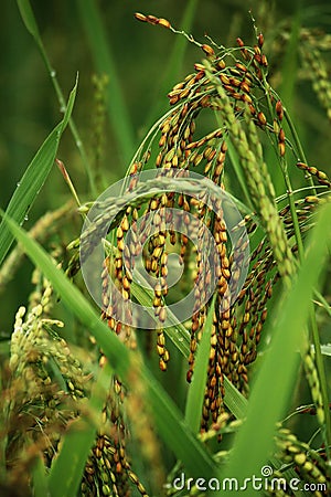 Stalk of ripening rice paddy ears Stock Photo