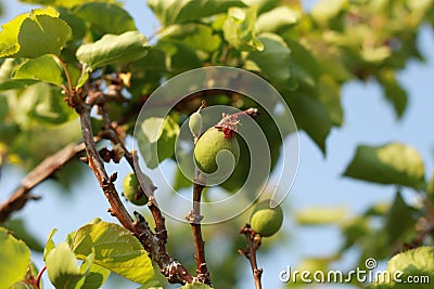 ripening spring fruit on a lush green apricot tree on an organic farm in rural New South Wales, Australia Stock Photo