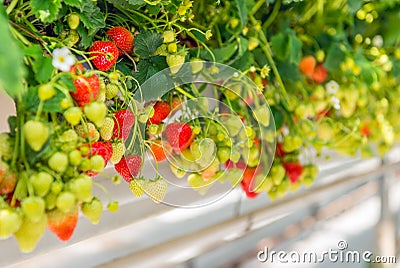 Ripening strawberries grown without soil in modern Dutch horticulture business Stock Photo