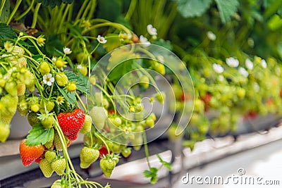 Ripening strawberries grown without soil in modern Dutch horticulture business Stock Photo