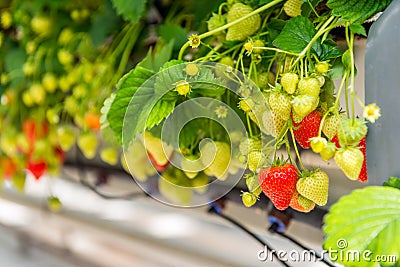 Ripening strawberries grown without soil in modern Dutch horticulture business Stock Photo