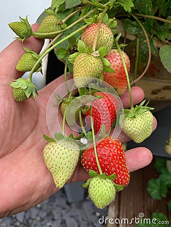 Ripening strawberries in hand Stock Photo