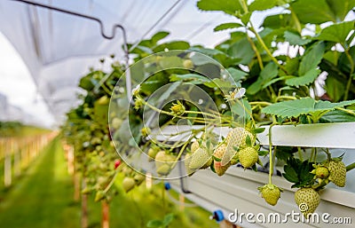 Ripening strawberries outdoor growing on substrate at a specialized grower Stock Photo