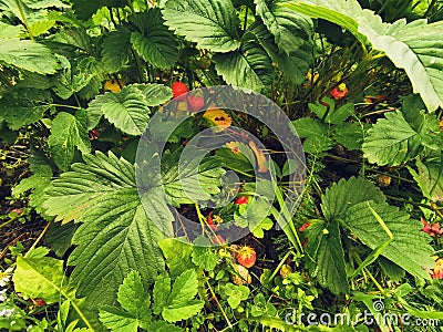 Ripening strawberry on the background of unripe berries. A bunch of unripe strawberries among green foliage Stock Photo