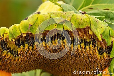 Ripening sunflower seed on flower head in field Stock Photo