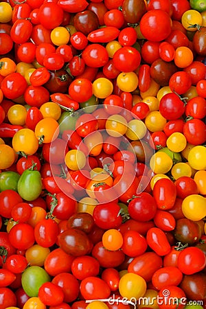 Ripening Tomatoes Stock Photo