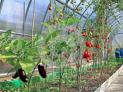 Ripening tomatoes and eggplant in greenhouse Stock Photo