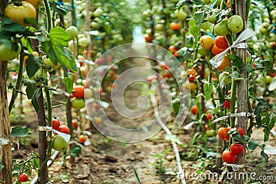 Ripening tomatoes in the greenhouse Stock Photo