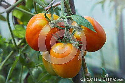 Ripening tomatoes growing on a twig Stock Photo