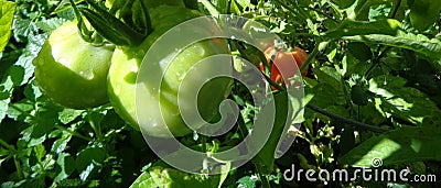 Ripening Tomatoes - Solanum lycopersicum in a Backyard Garden Stock Photo