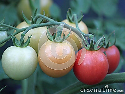 Ripening Tomatoes on the Vine Stock Photo