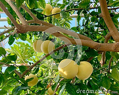 Ripening yellow grapefruits growing on tree in summer indoor garden, in greenhouse. Stock Photo