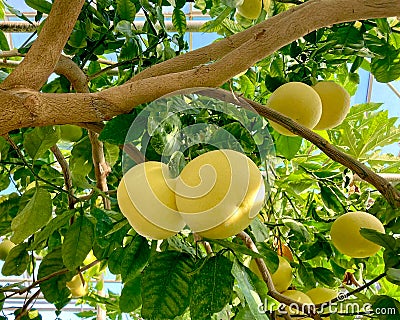 Ripening yellow grapefruits growing on tree in summer indoor garden, in greenhouse. Stock Photo