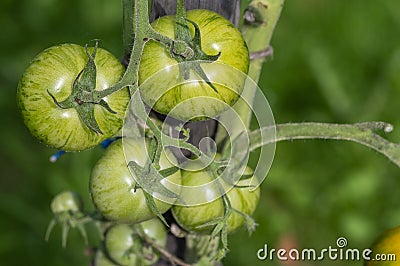 Ripening yellow green tomatoes called zebra in garden, ready to harvest Stock Photo