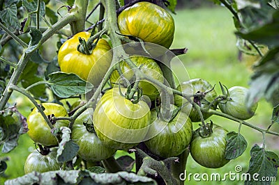 Ripening yellow green tomatoes in garden, ready to harvest Stock Photo