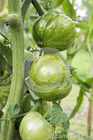 Ripening yellow green tomatoes in garden, ready to harvest Stock Photo