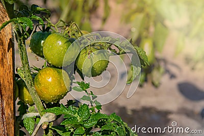 Ripening yellow green tomatoes in garden, ready to harvest Stock Photo