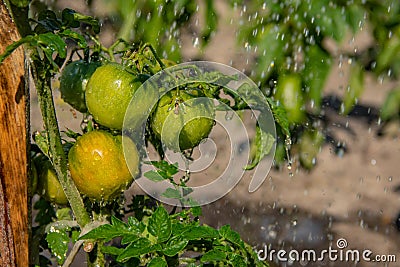 Ripening yellow green tomatoes in garden, ready to harvest Stock Photo