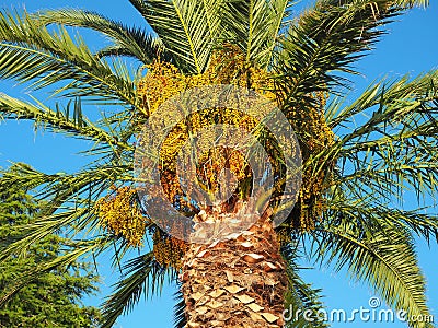 Ripening Yellow Palm Fruit Stock Photo