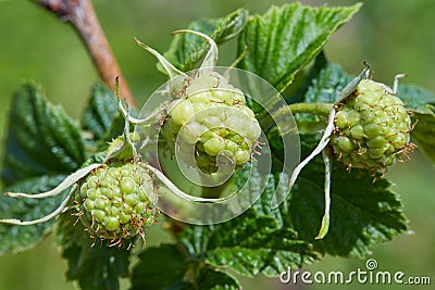 Ripening yellow raspberries on a Bush in the garden. Stock Photo